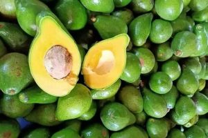 Avocado